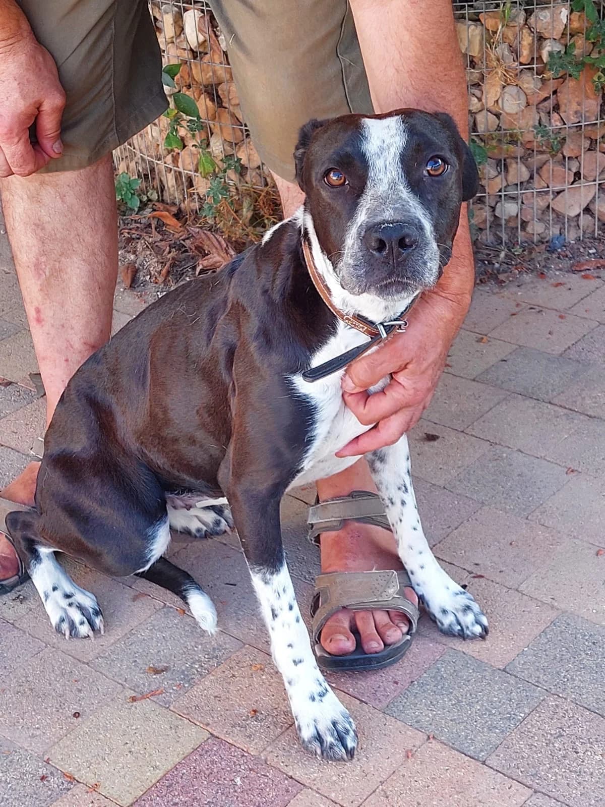 Pépite, female young Pointer for adoption at 4 Pattes Sans Frontieres