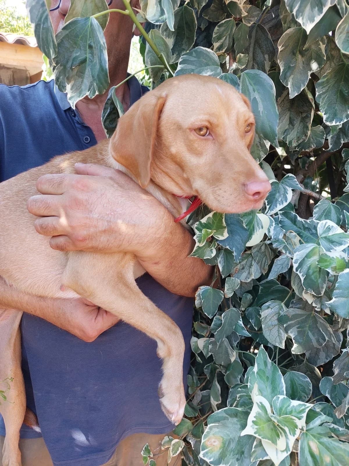 Nala, female young mixed breed for adoption at 4 Pattes Sans Frontieres