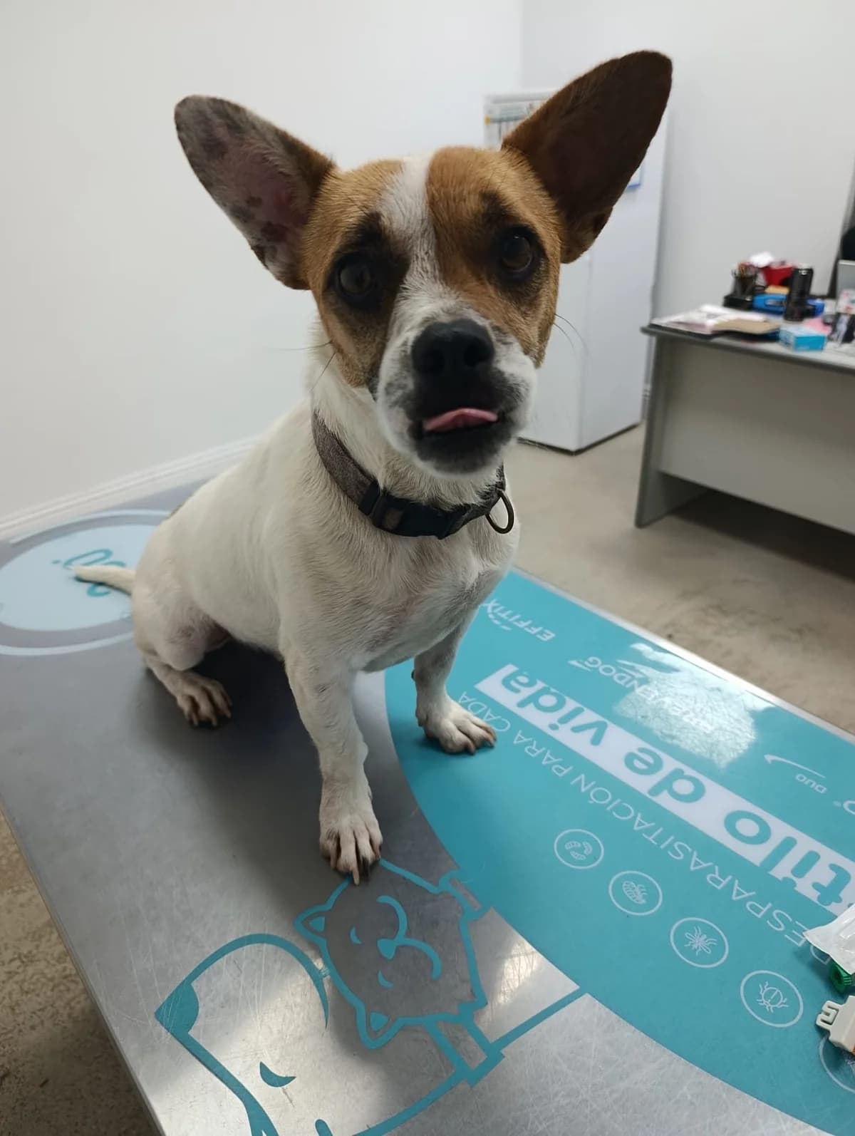 Pablo, male French Bulldog for adoption at 4 Pattes Sans Frontieres