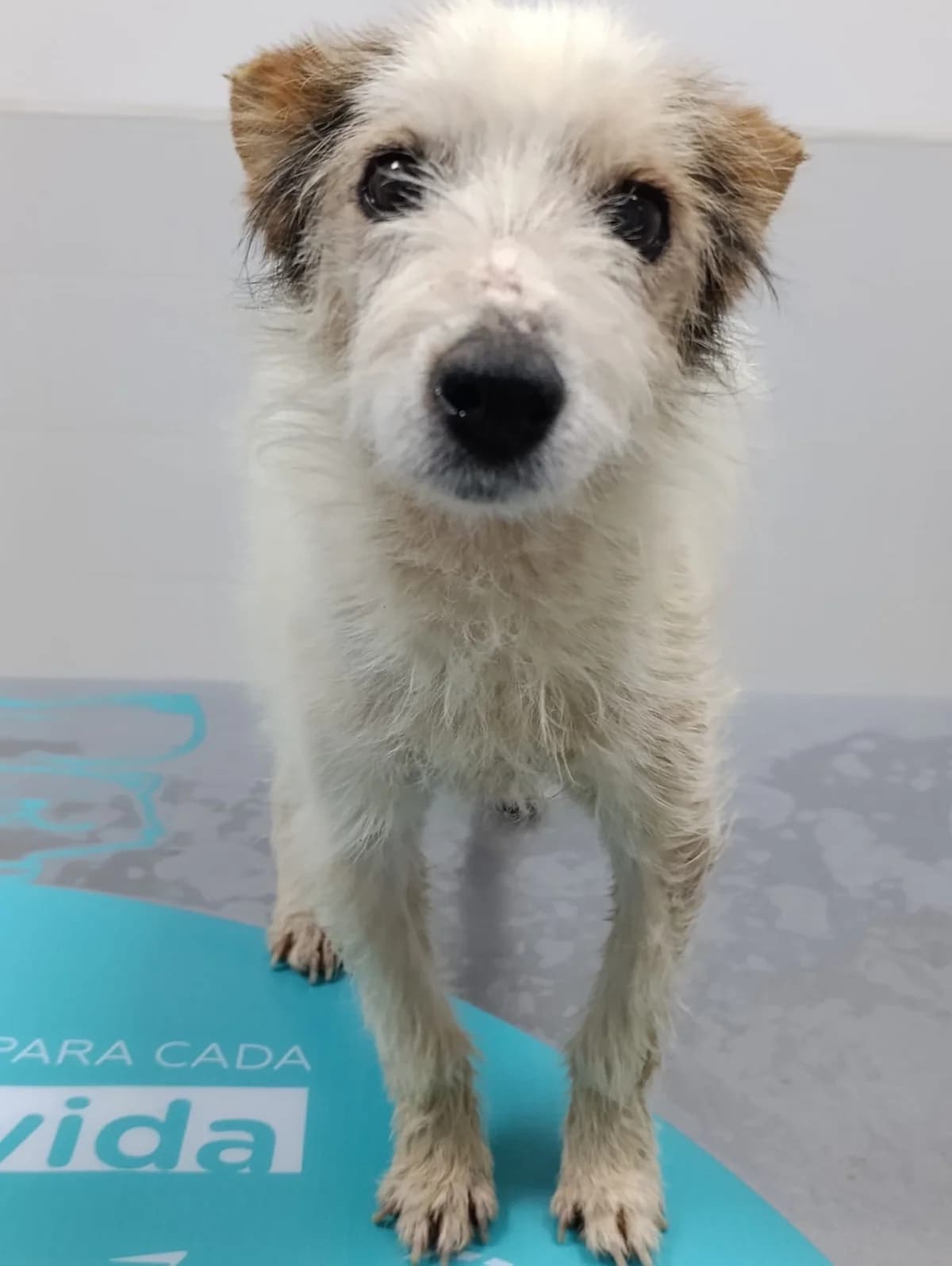Nenuco, male 5yo Mixed Breed for adoption at 4 Pattes Sans Frontieres