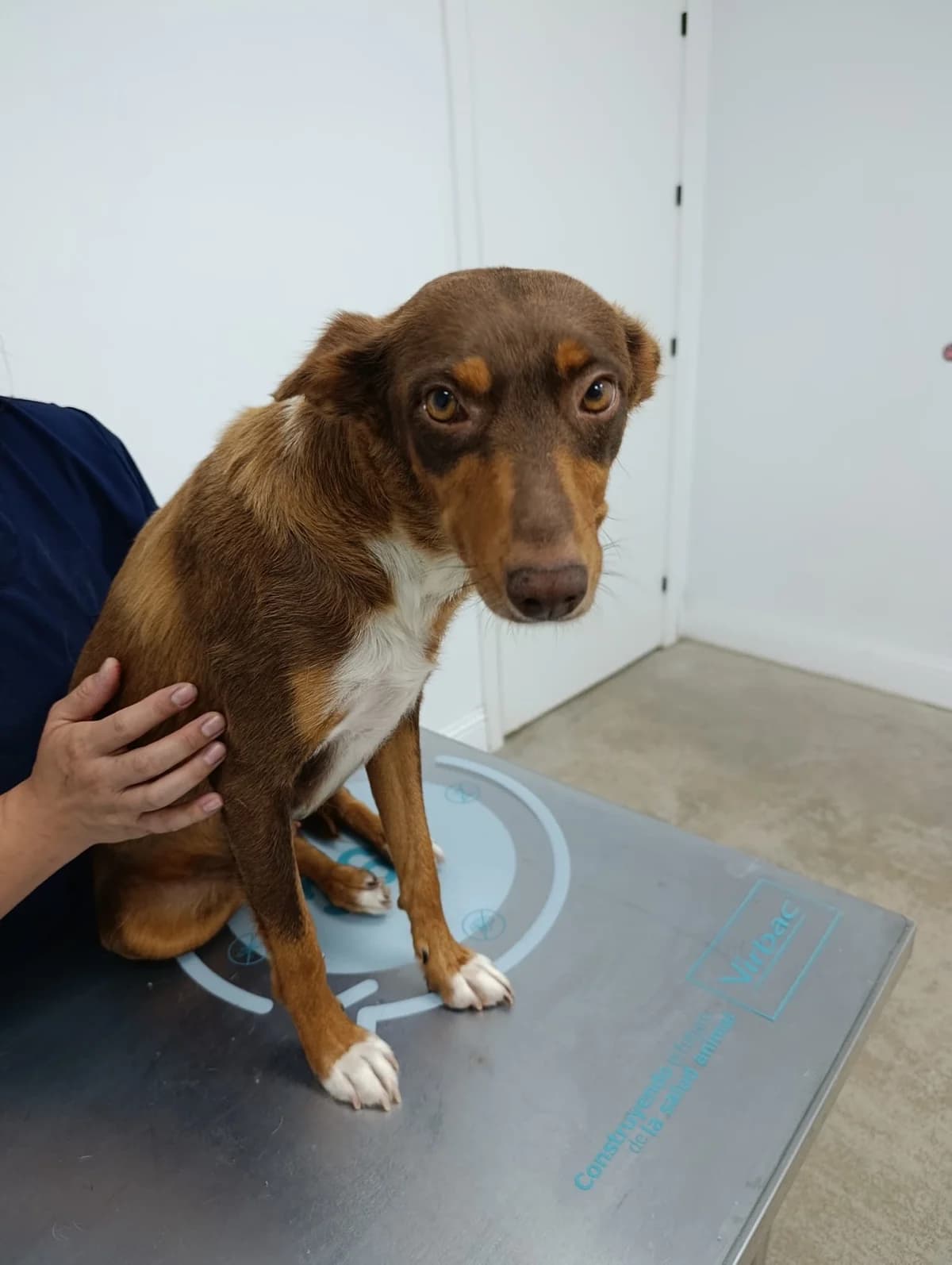Olaya, female 3yo mixed breed for adoption at 4 Pattes Sans Frontieres