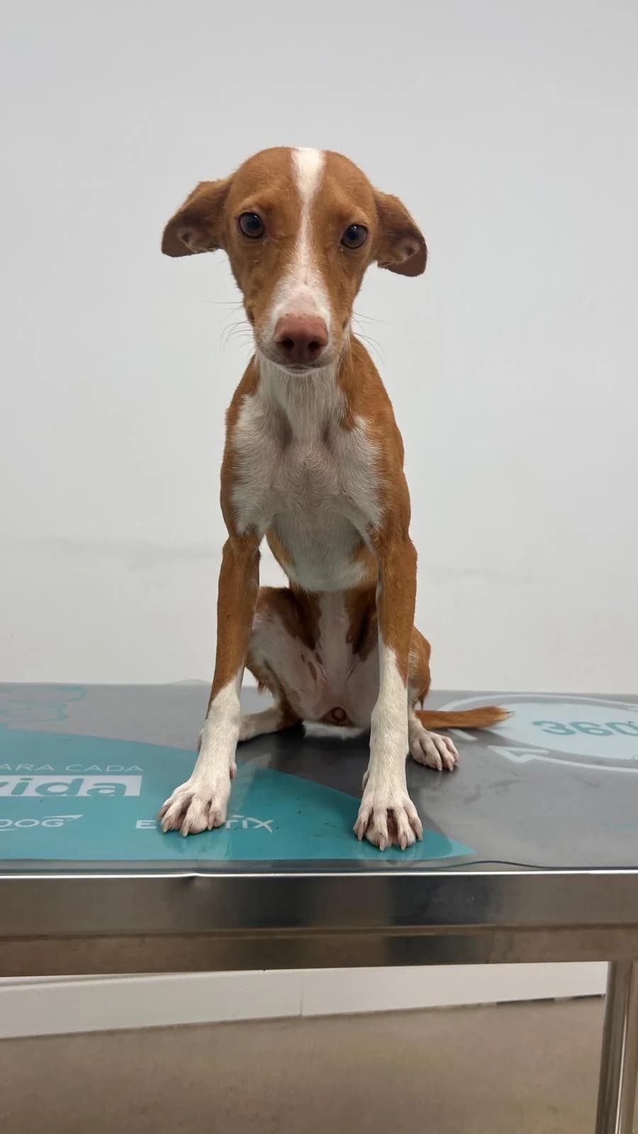 Silvia, female young mixed breed for adoption at 4 Pattes Sans Frontieres