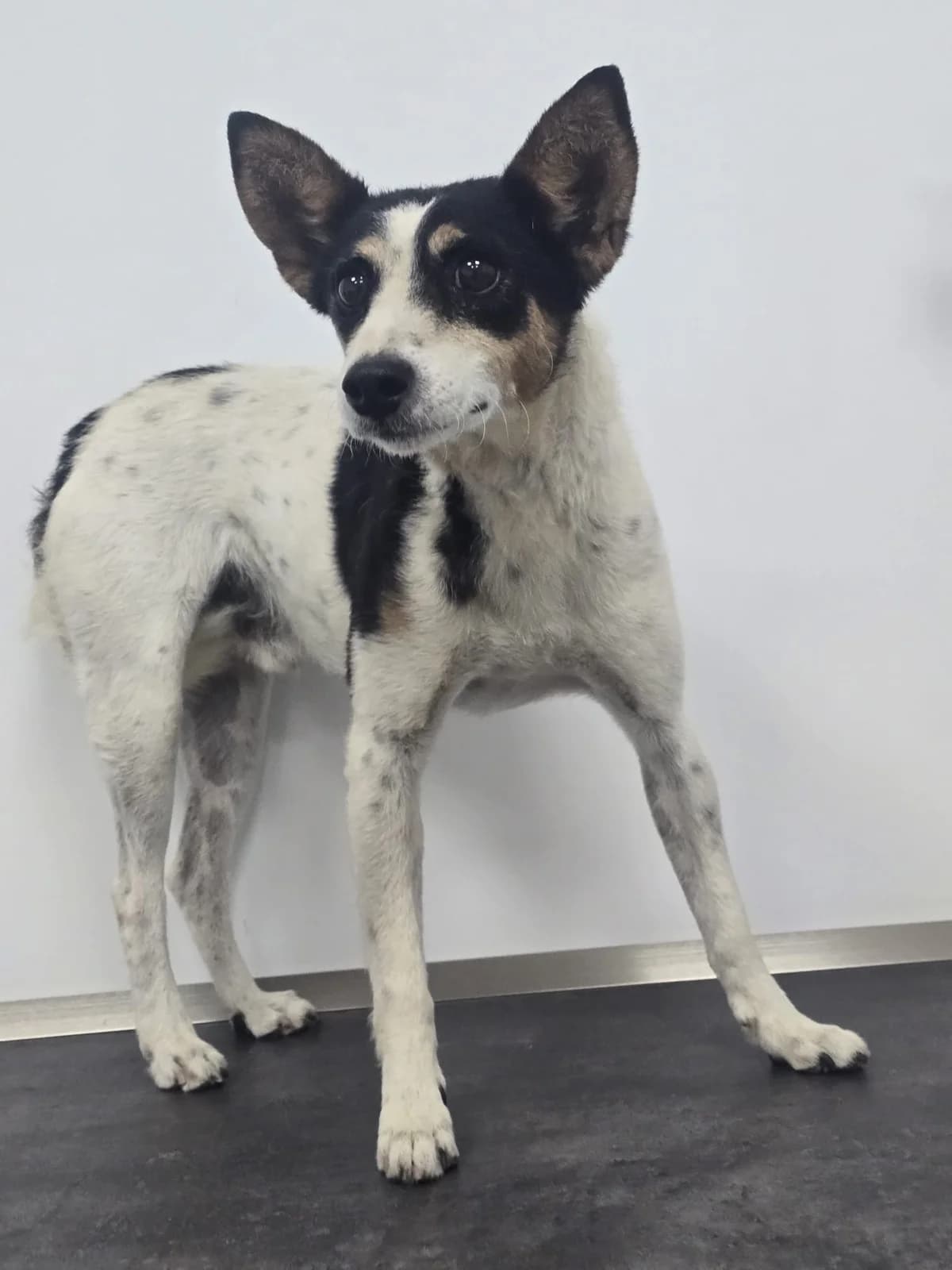 Mango, male 7yo Mixed Breed for adoption at 4 Pattes Sans Frontieres