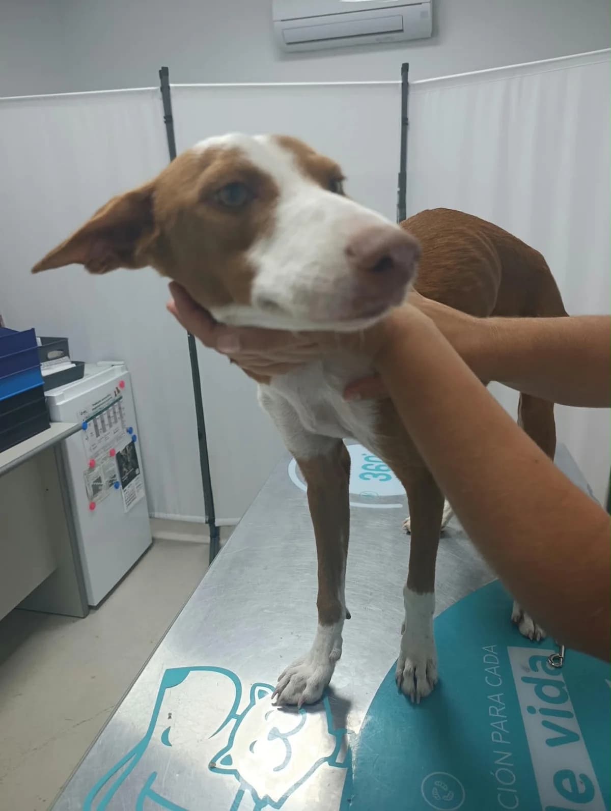 Tadéo, male young Podenco for adoption at 4 Pattes Sans Frontieres