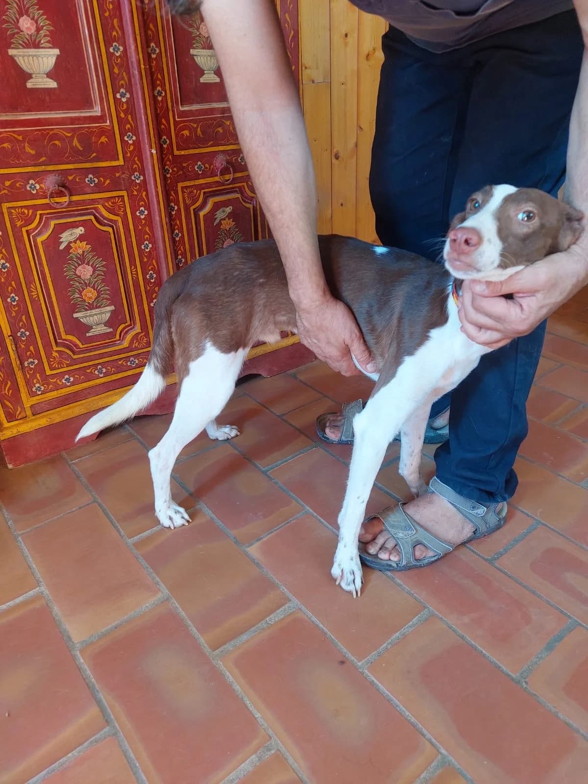 Tootie, male 3yo Podenco for adoption at 4 Pattes Sans Frontieres