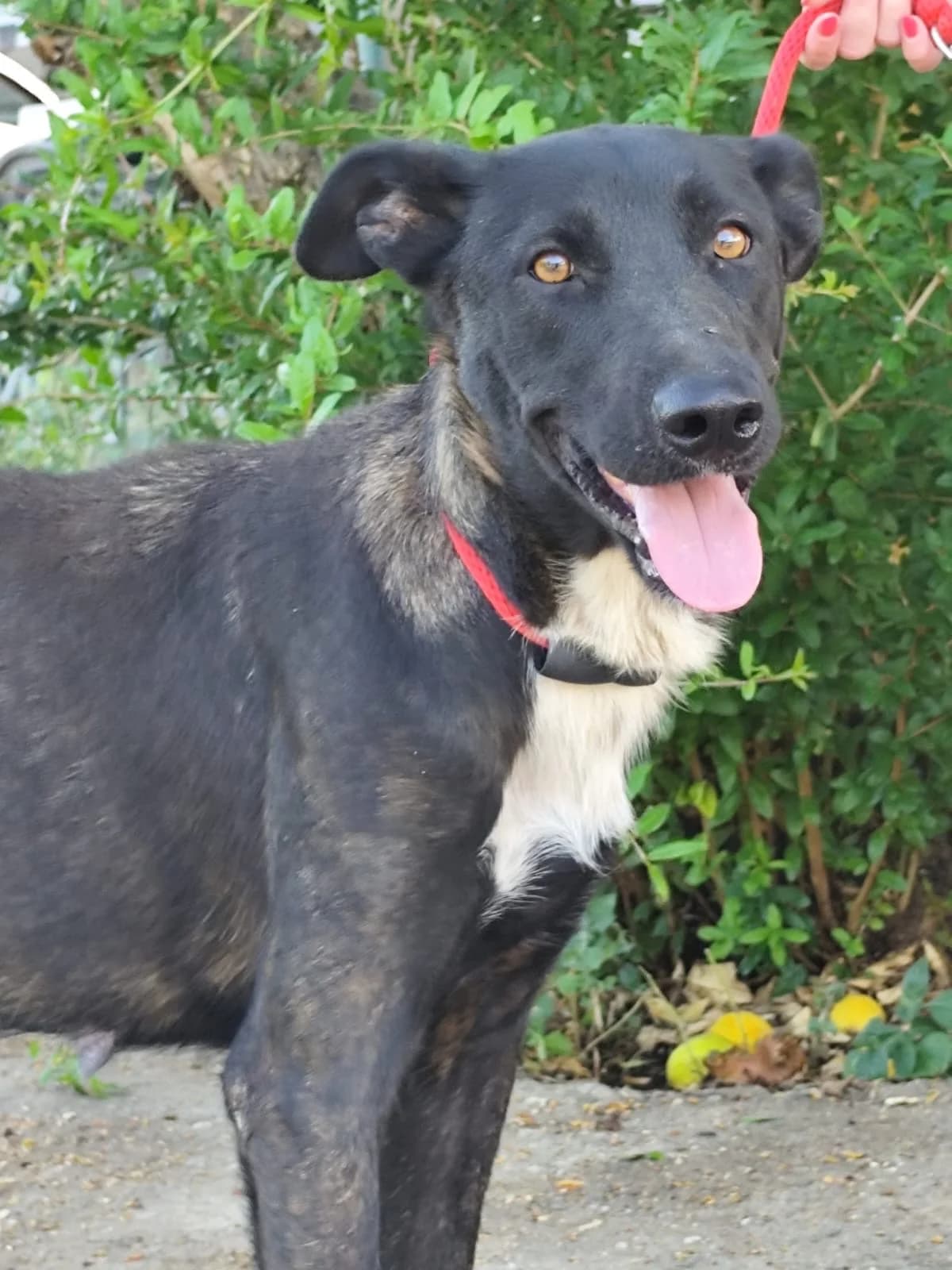 Pétunia, female Labrador Retriever for adoption at 4 Pattes Sans Frontieres