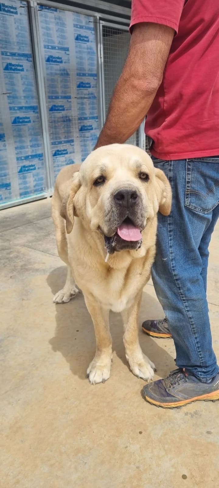 Pepone, male 3yo Mixed Breed for adoption at 4 Pattes Sans Frontieres