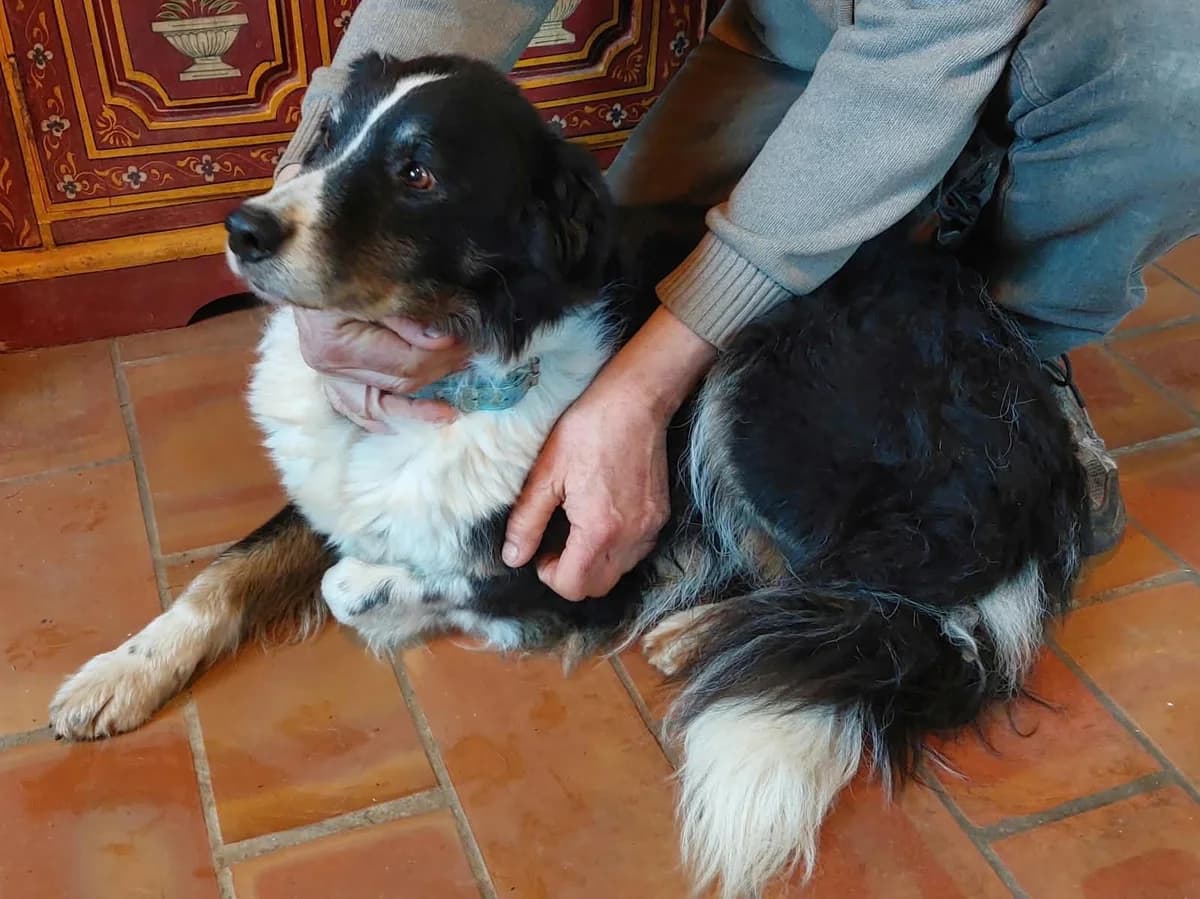 Lilou, female senior Border Collie for adoption at 4 Pattes Sans Frontieres