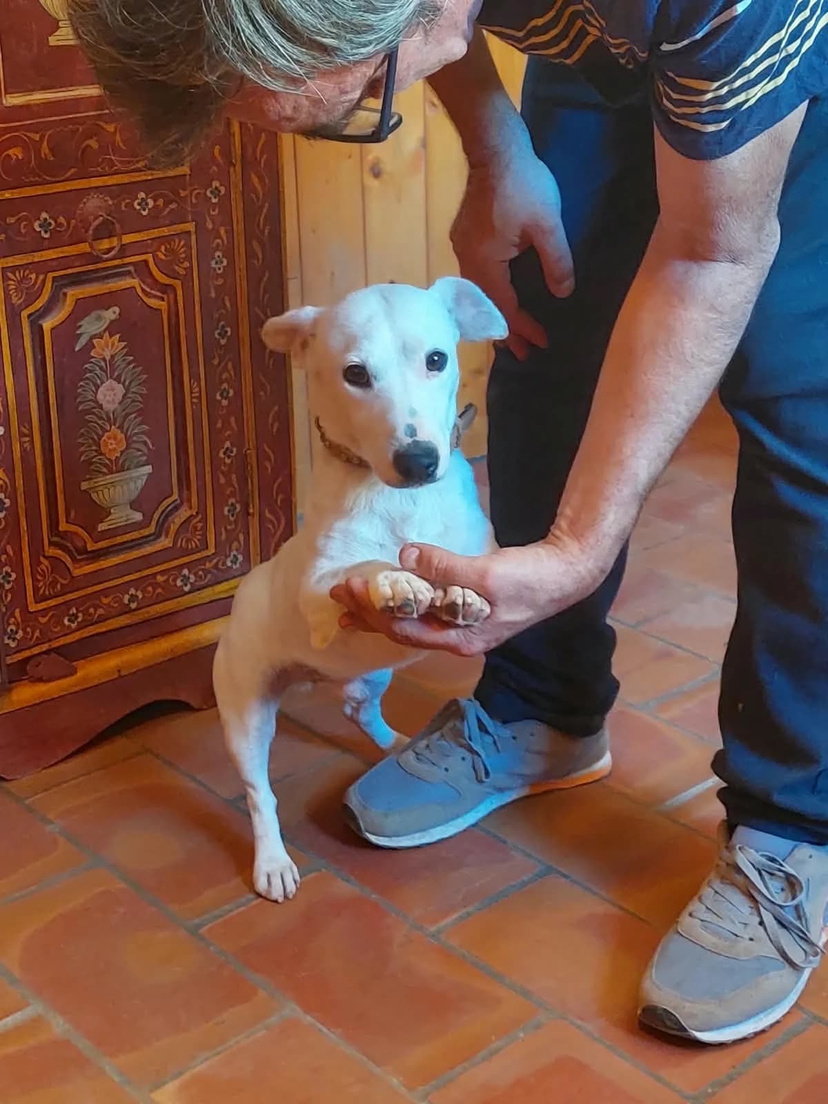 Dani, male young Jack Russell Terrier for adoption at 4 Pattes Sans Frontieres