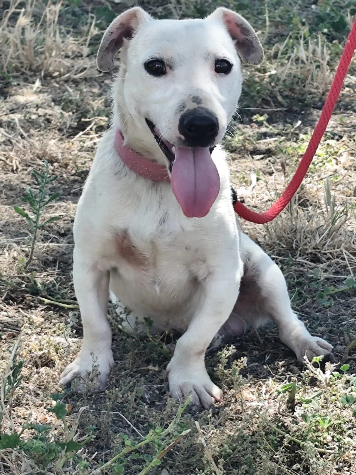 Dani, male young Jack Russell Terrier for adoption at 4 Pattes Sans Frontieres