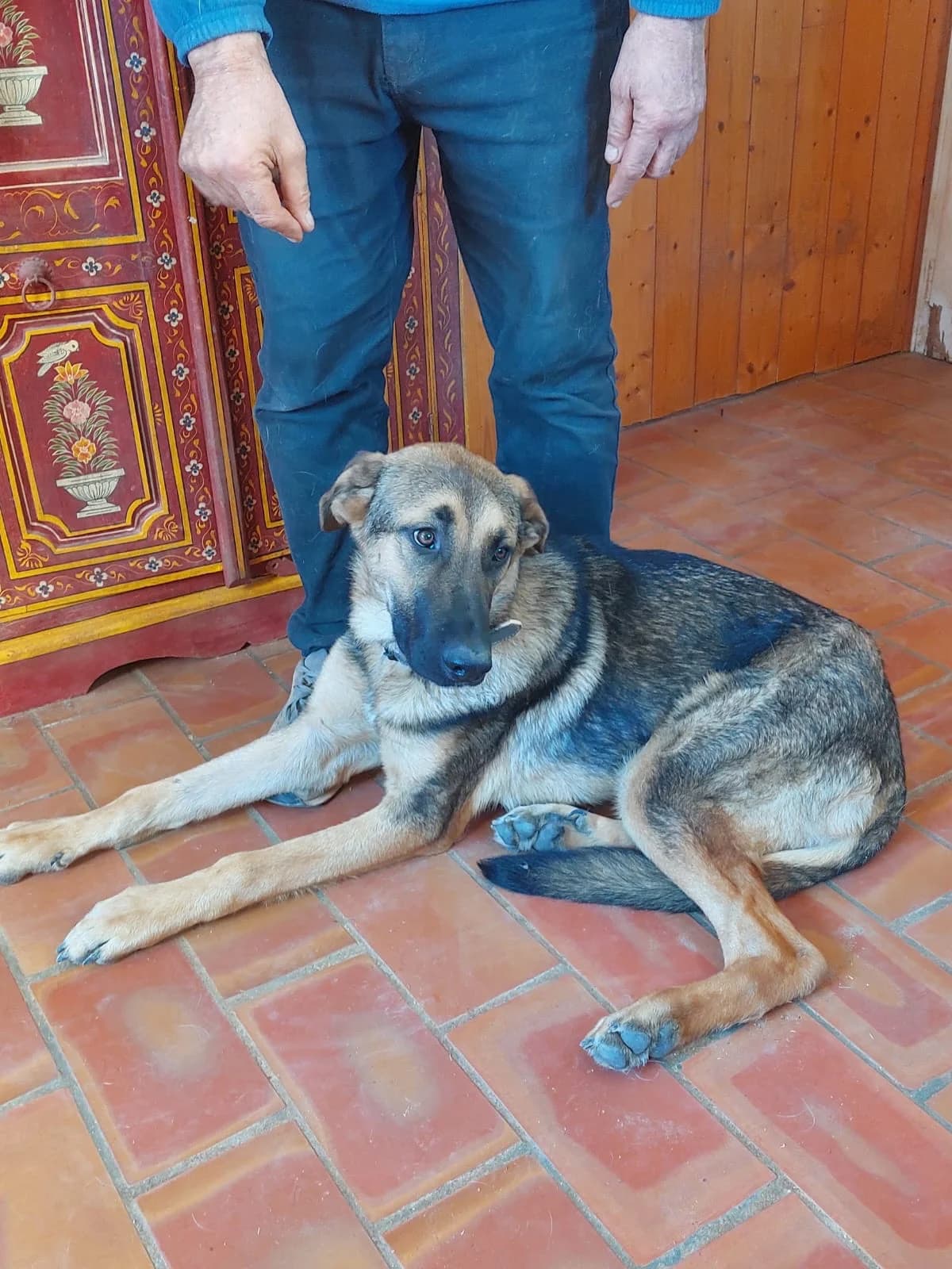Tania, female mixed breed for adoption at 4 Pattes Sans Frontieres