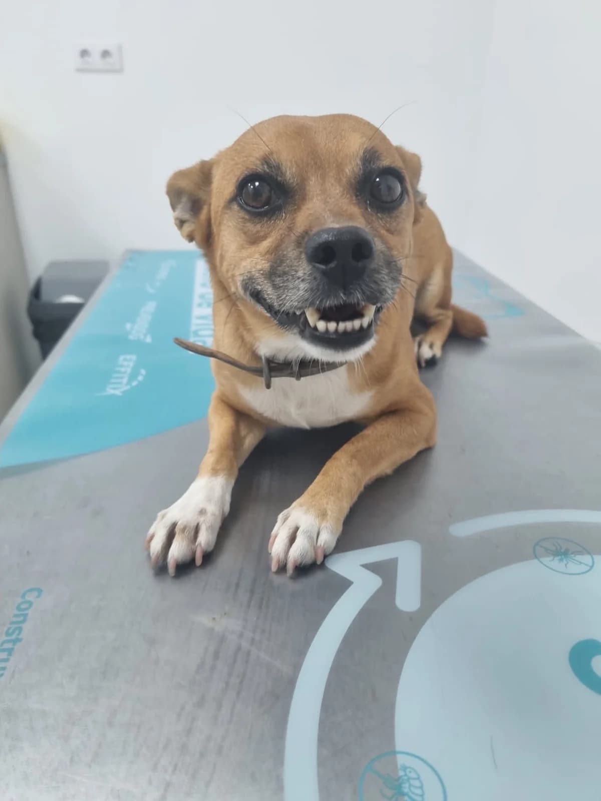Tango, male 6yo Mixed Breed for adoption at 4 Pattes Sans Frontieres
