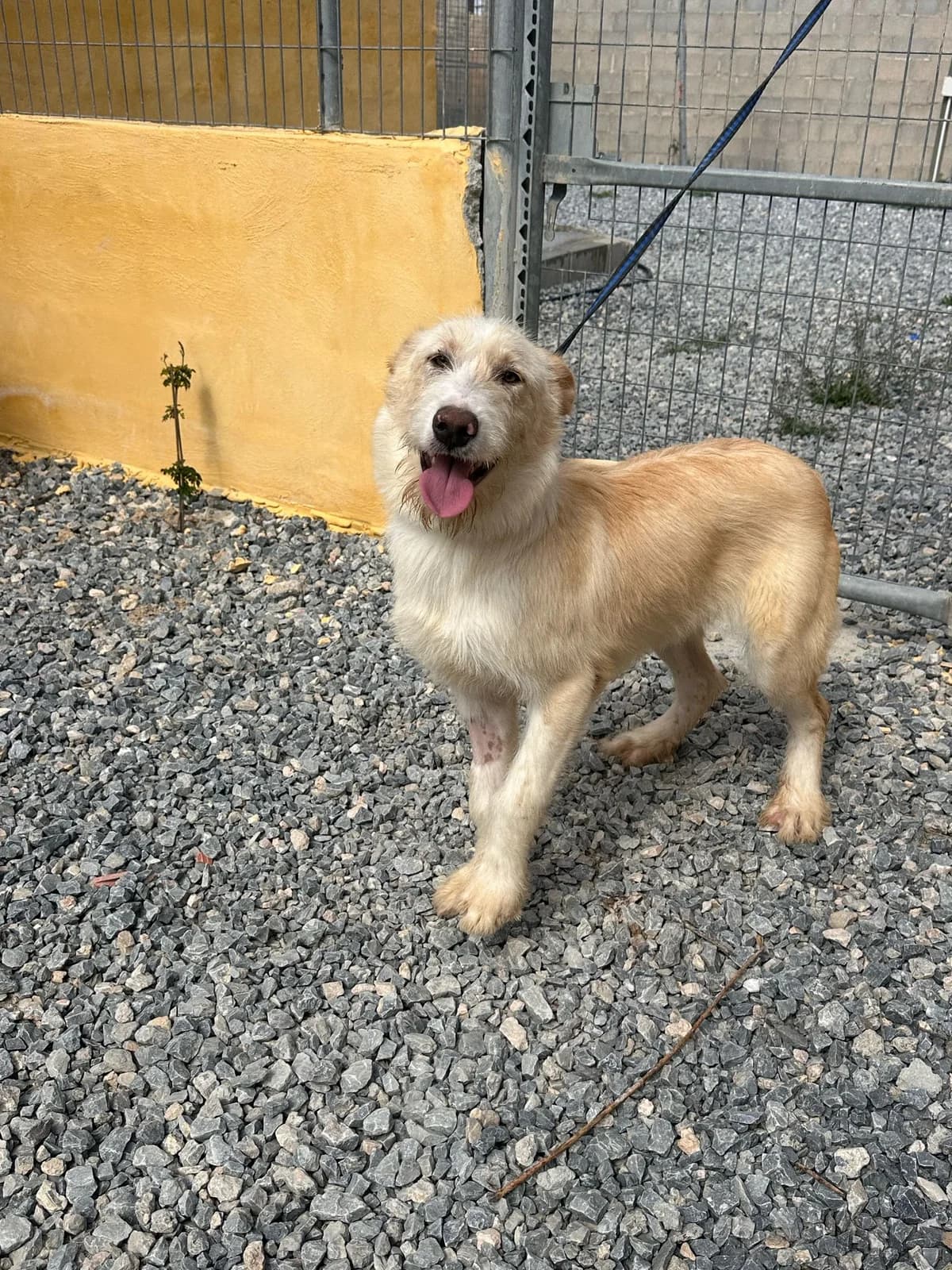Amon, croisé griffon de 7 mois, très affectueux et sociable, male Mixed Breed for adoption at 4 Pattes Sans Frontieres