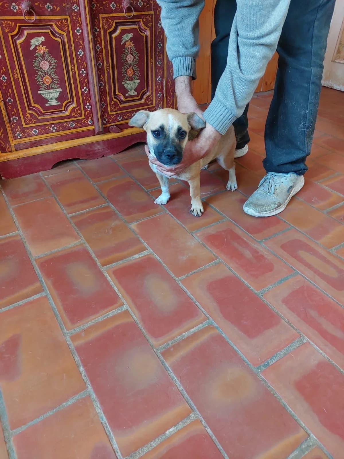 Bolita, female Pug for adoption at 4 Pattes Sans Frontieres