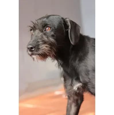 Bonnie, female 5yo Miniature Schnauzer for adoption at 4 Pattes Sans Frontieres