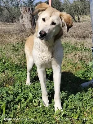 Brenda, female young Labrador Retriever for adoption at 4 Pattes Sans Frontieres