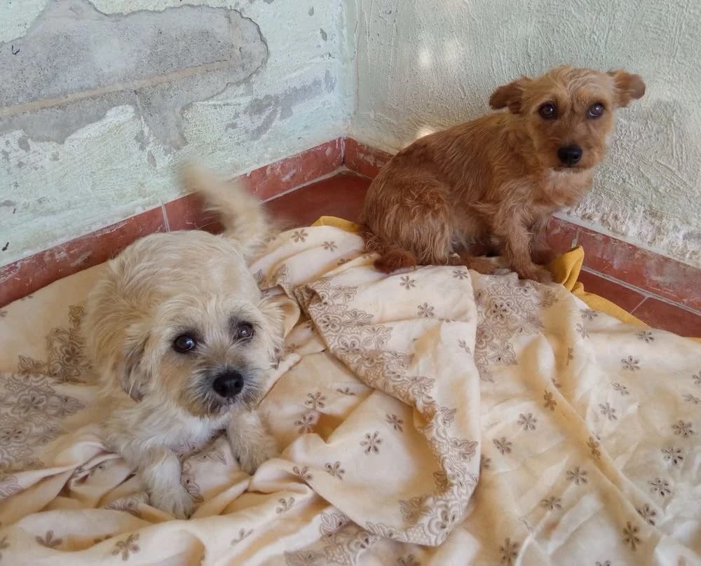 Canela et Pimienta, female young mixed breed for adoption at 4 Pattes Sans Frontieres