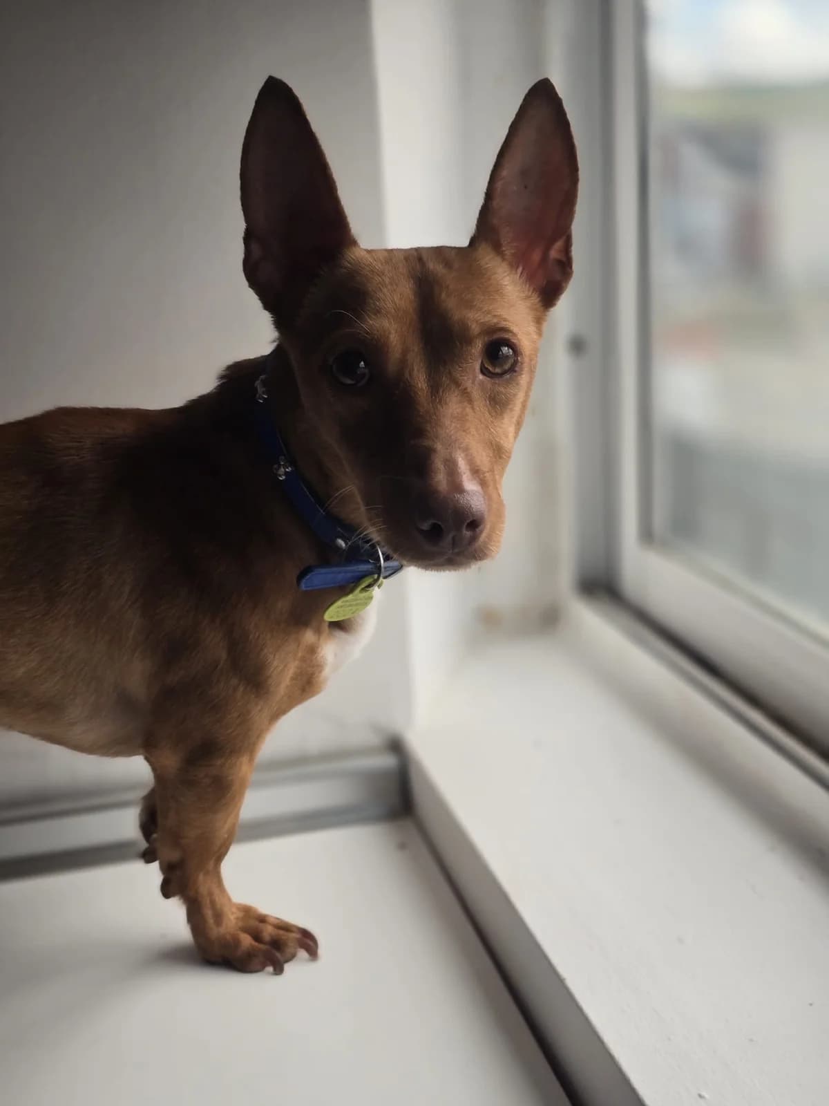 Chili, male 3yo Podenco for adoption at 4 Pattes Sans Frontieres