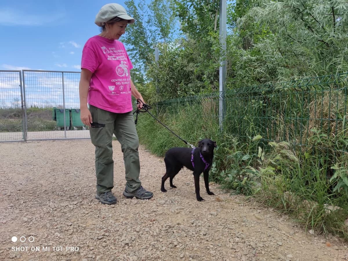 Clavel, male Podenco for adoption at 4 Pattes Sans Frontieres