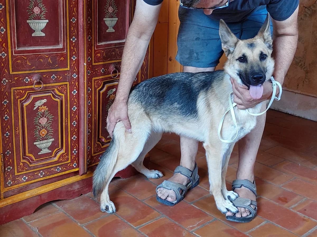 Duna, female young mixed breed for adoption at 4 Pattes Sans Frontieres