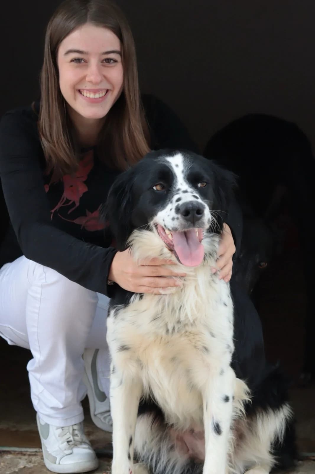 Estrella, female Border Collie for adoption at 4 Pattes Sans Frontieres