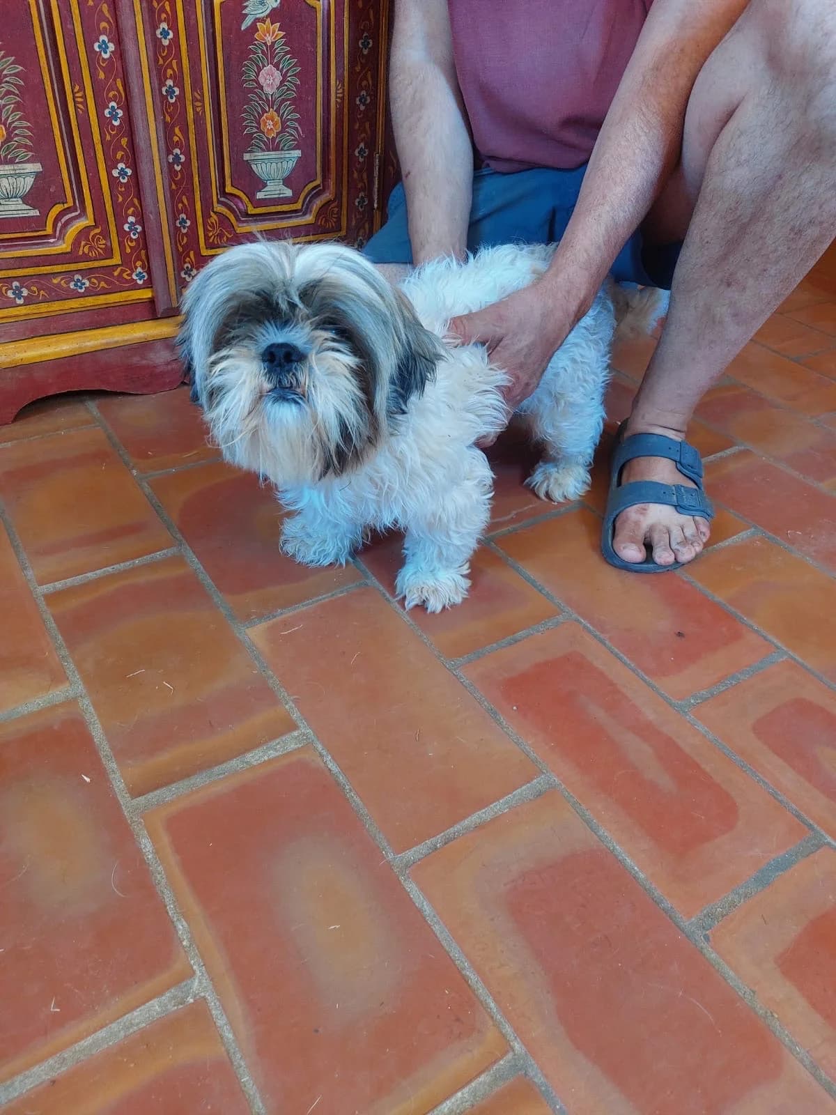Filou, male young Shih Tzu for adoption at 4 Pattes Sans Frontieres