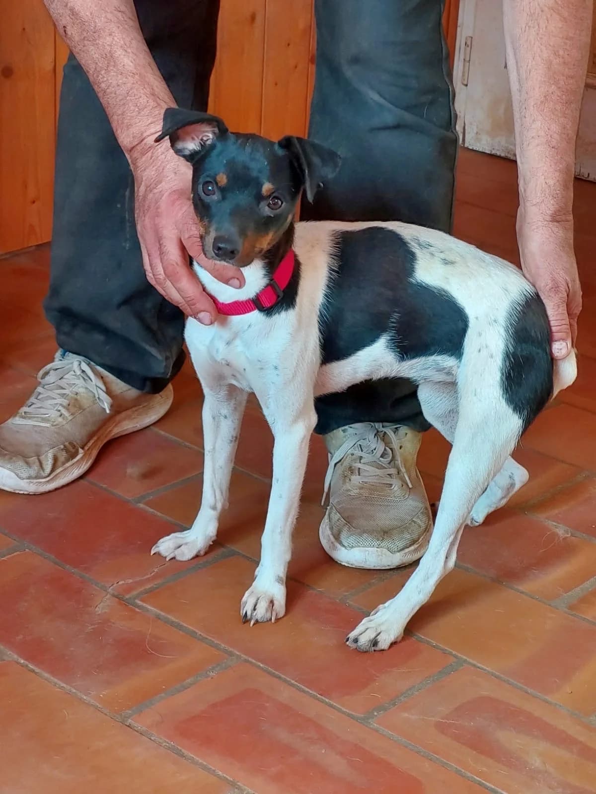 Hada, female young mixed breed for adoption at 4 Pattes Sans Frontieres