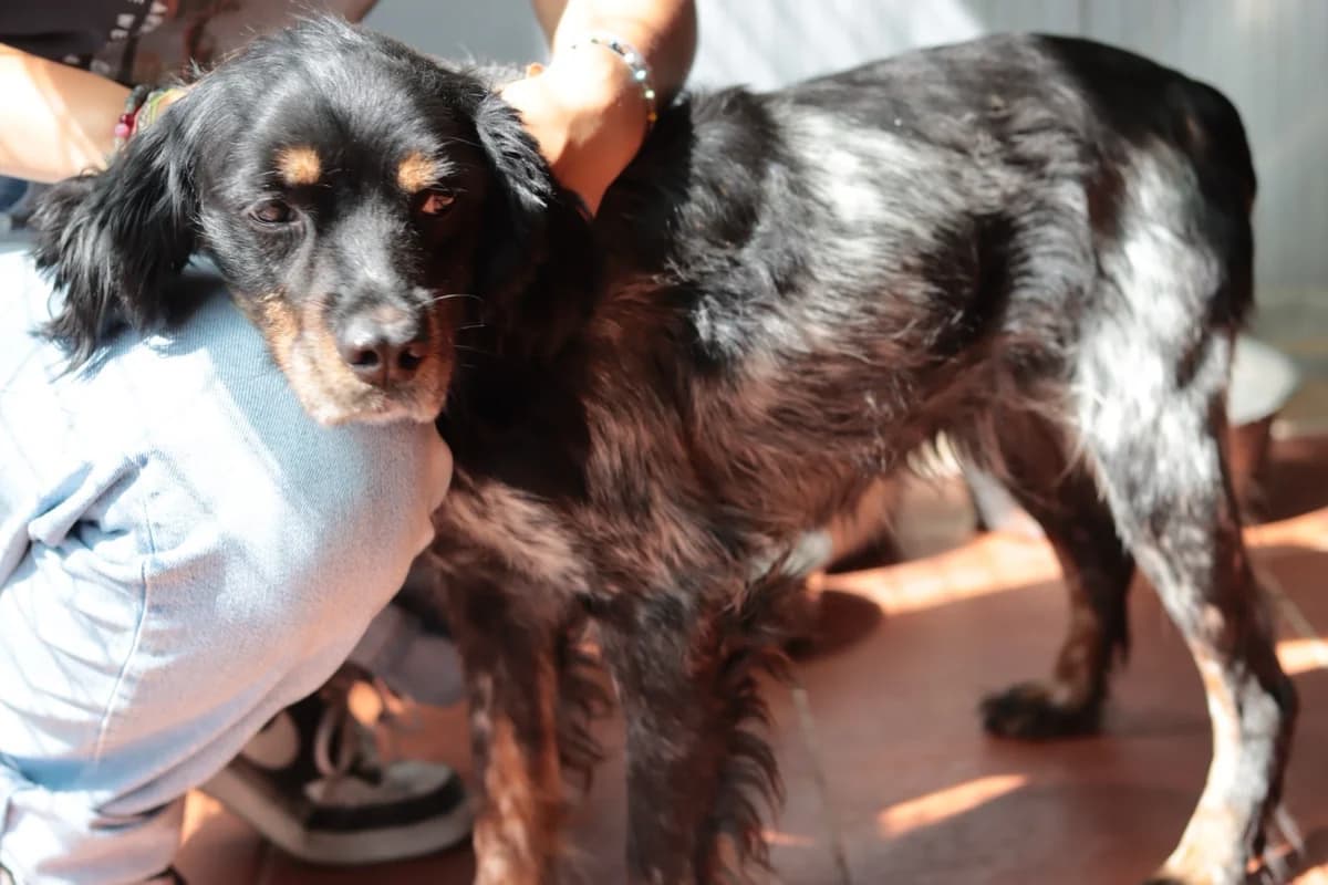 India, female senior mixed breed for adoption at 4 Pattes Sans Frontieres