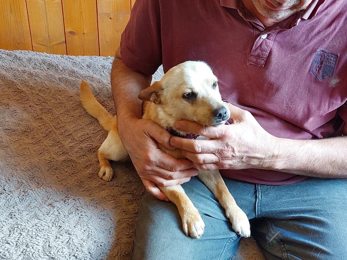 Janos, gentil petit chien d'1 an, 6 kilos, male young Mixed Breed for adoption at 4 Pattes Sans Frontieres