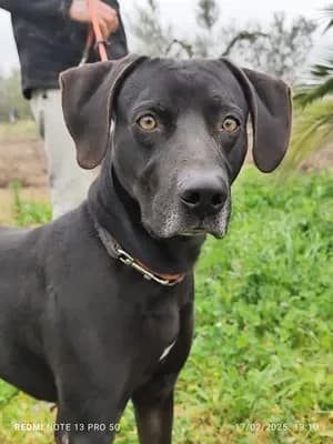 Lennon, male young Labrador Retriever for adoption at 4 Pattes Sans Frontieres