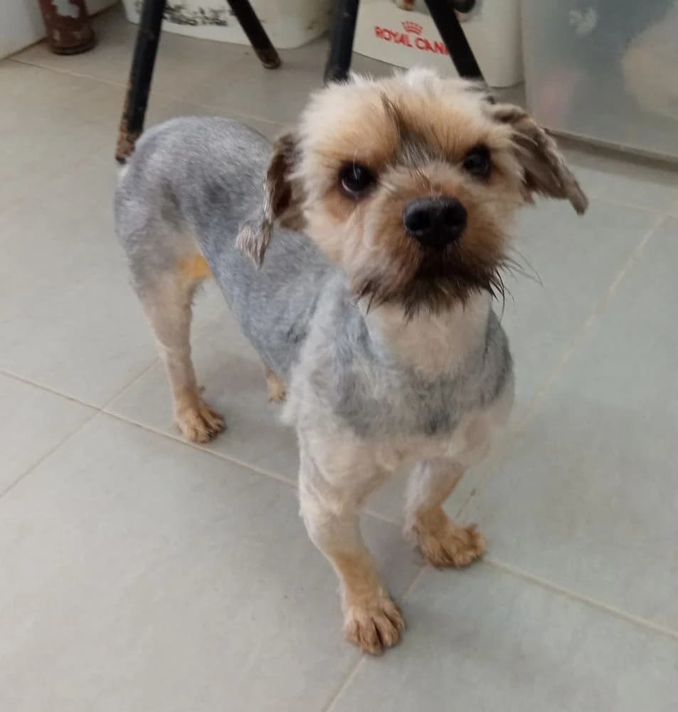 Lois, male young Yorkshire Terrier for adoption at 4 Pattes Sans Frontieres