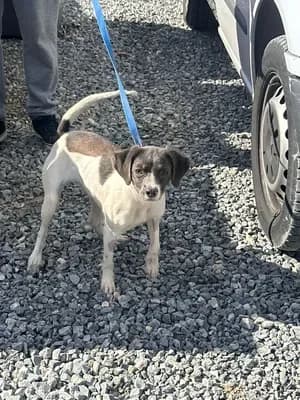 Macha, female 3yo mixed breed for adoption at 4 Pattes Sans Frontieres