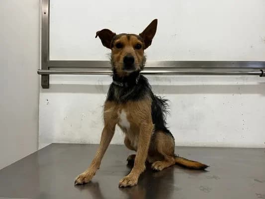 Maurin, male Podenco for adoption at 4 Pattes Sans Frontieres