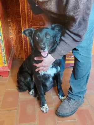 Melissa, female Border Collie for adoption at 4 Pattes Sans Frontieres