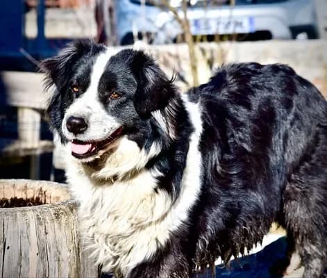 Peps, female 6yo Australian Shepherd for adoption at 4 Pattes Sans Frontieres