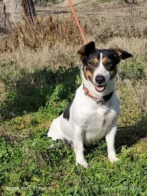Polli, female young Jack Russell Terrier for adoption at 4 Pattes Sans Frontieres