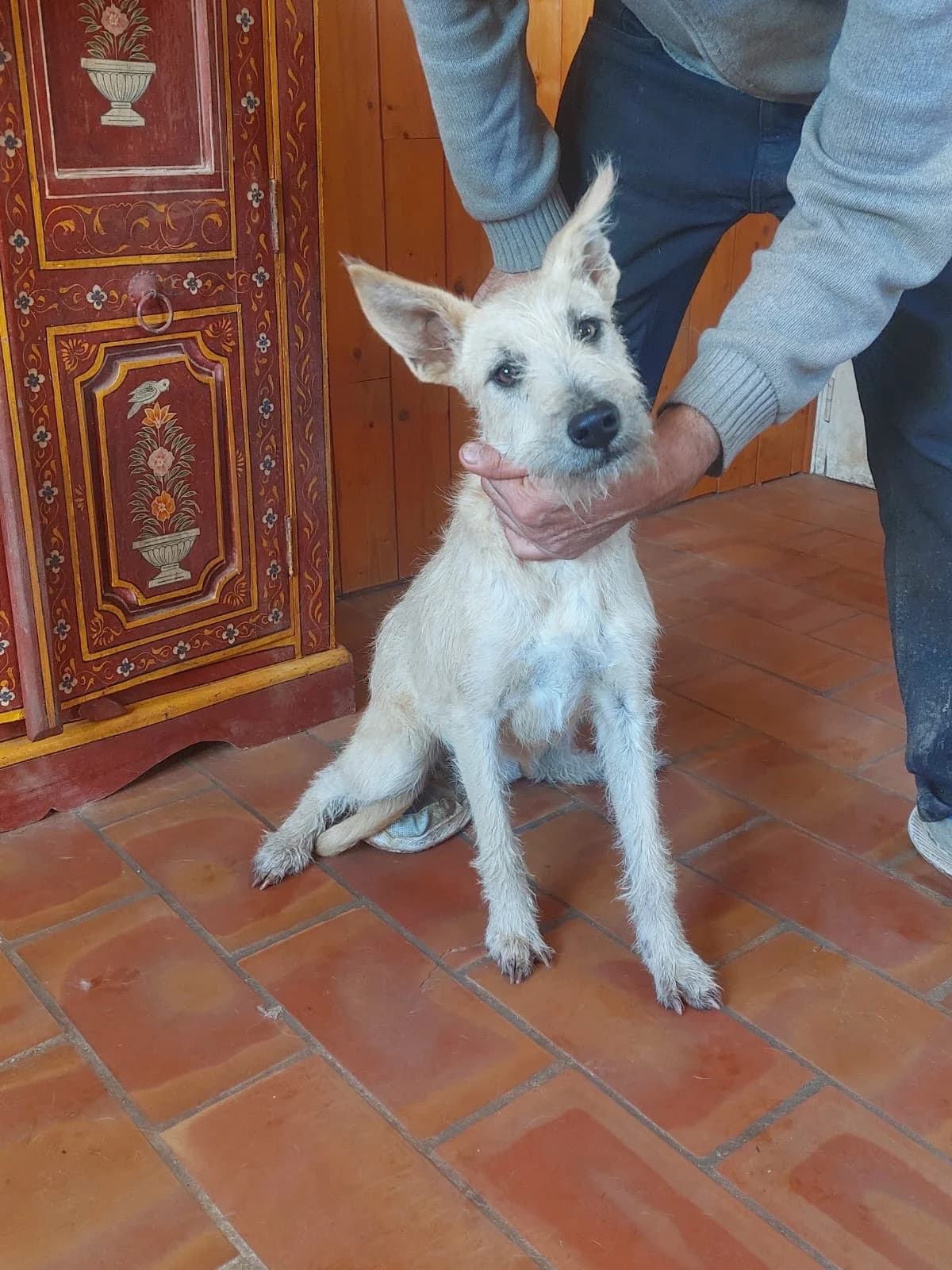Princesse, female mixed breed for adoption at 4 Pattes Sans Frontieres