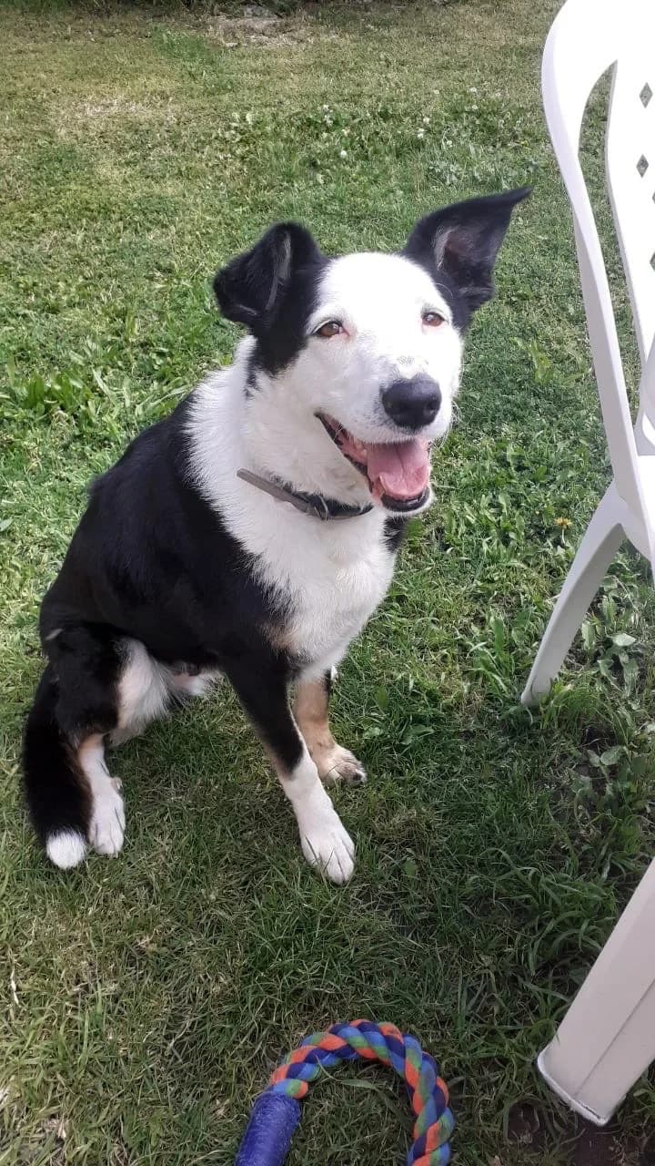 Regliz, male 4yo Border Collie for adoption at 4 Pattes Sans Frontieres