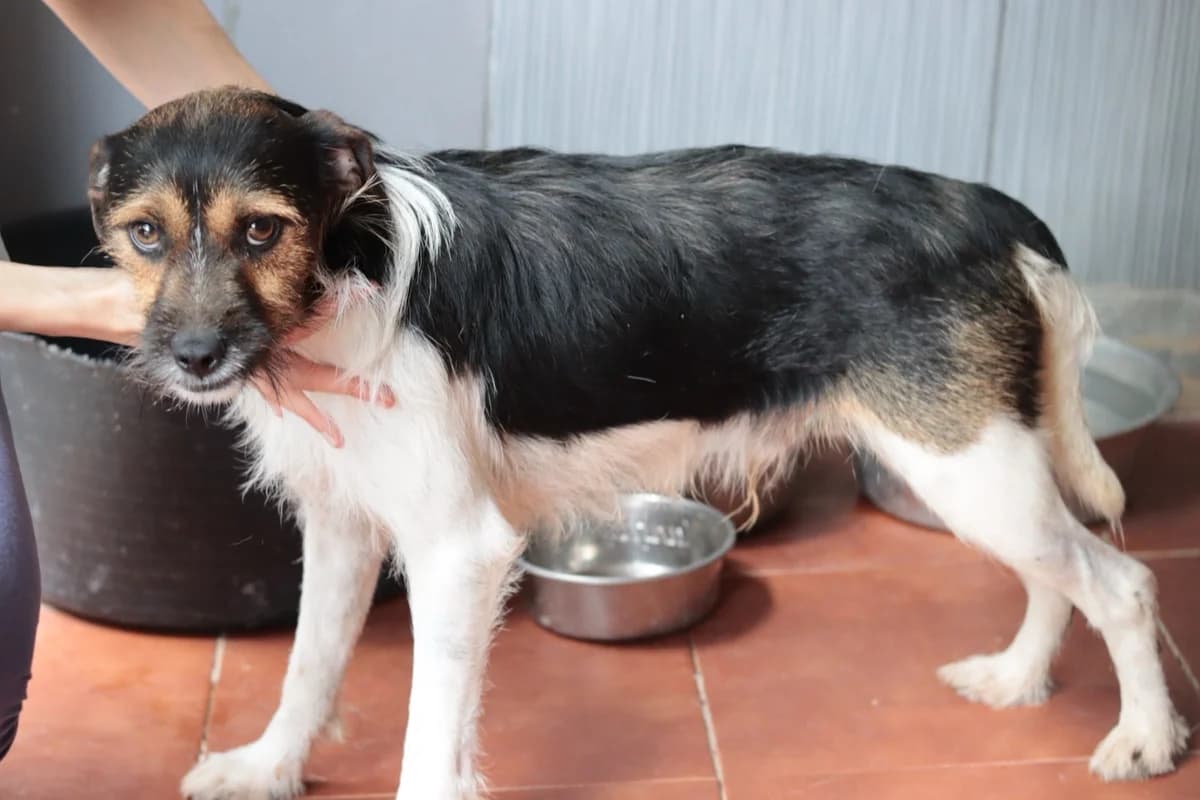 Rex, male young Mixed Breed for adoption at 4 Pattes Sans Frontieres