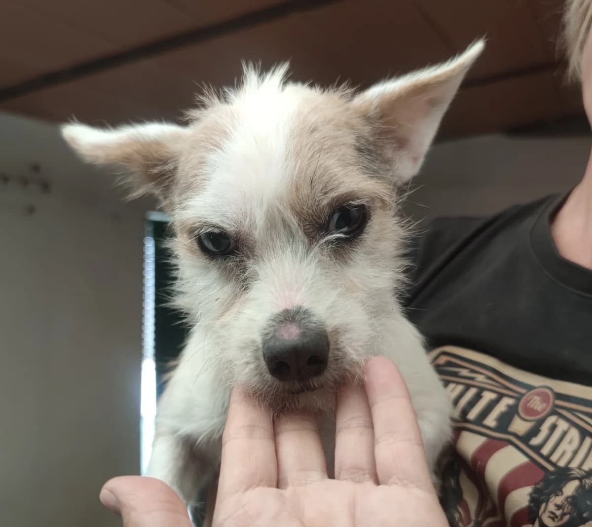 Senda, female young mixed breed for adoption at 4 Pattes Sans Frontieres