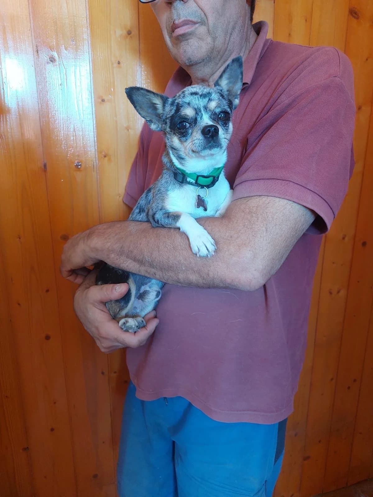 Simba, male Chihuahua for adoption at 4 Pattes Sans Frontieres