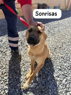 Sonrisas, female young German Shepherd for adoption at 4 Pattes Sans Frontieres