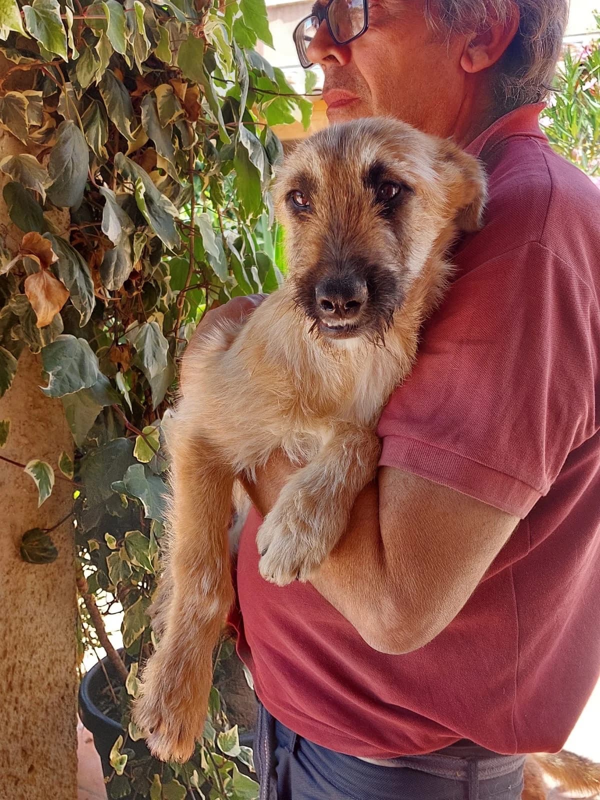 Strumble, male young Dachshund for adoption at 4 Pattes Sans Frontieres