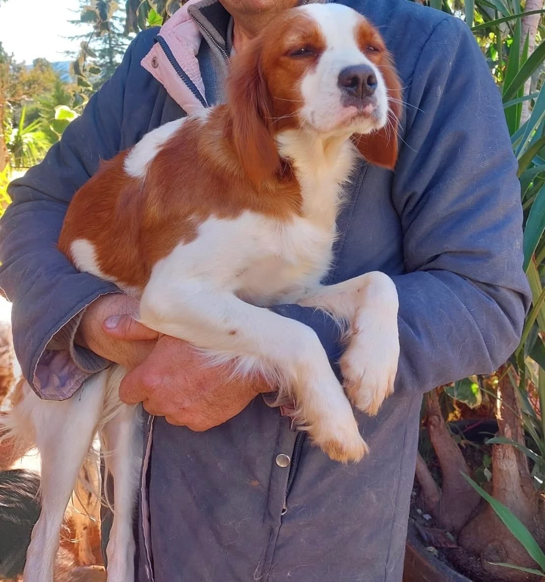 Tina, female young Cavalier King Charles Spaniel for adoption at 4 Pattes Sans Frontieres