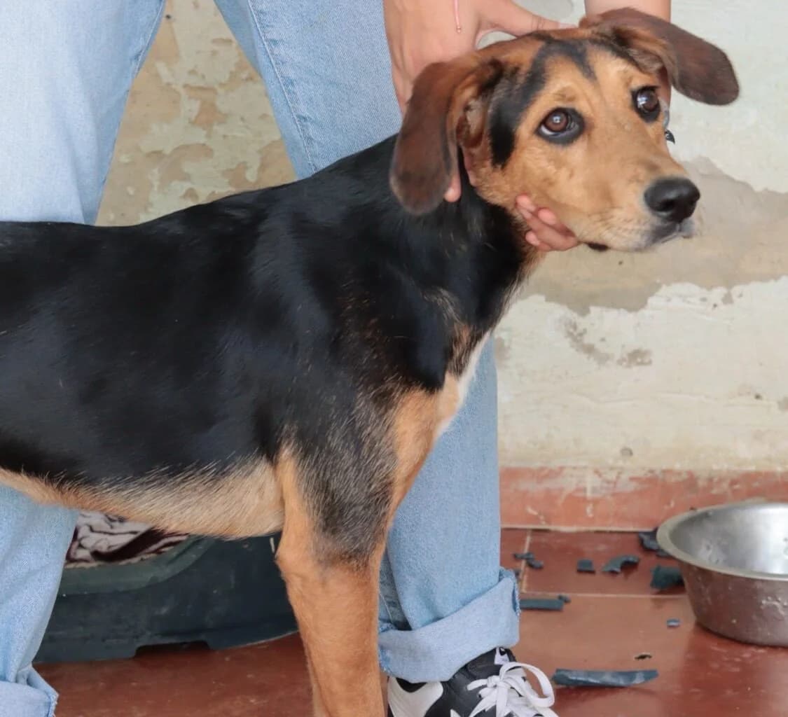 Vega, female young mixed breed for adoption at 4 Pattes Sans Frontieres
