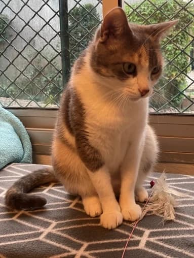 Lisa, senior Mixed Breed for adoption at AABAA — Association des Amis Bénévoles des Animaux d