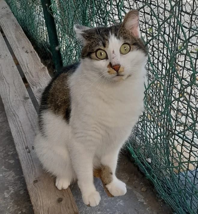 Scarlette, 6yo Mixed Breed for adoption at AABAA — Association des Amis Bénévoles des Animaux d