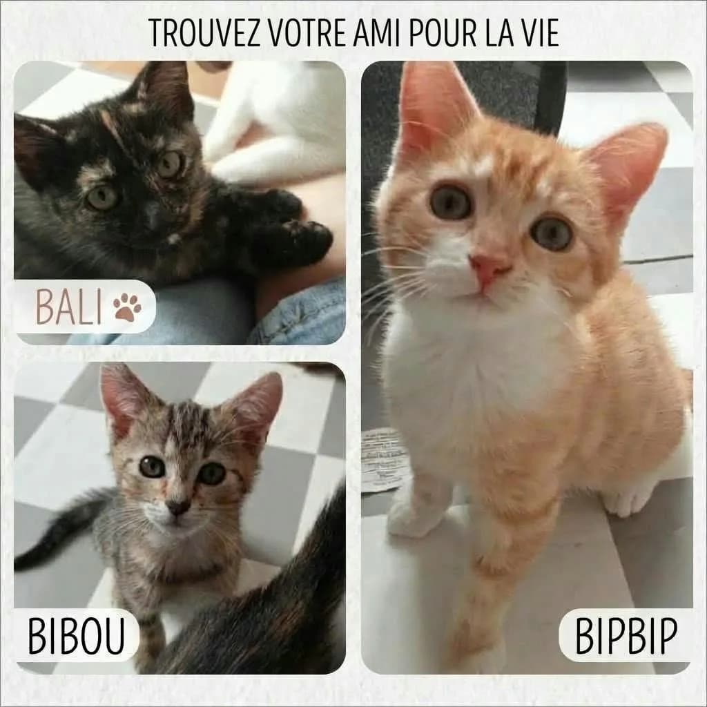 Bali and co, Mixed Breed for adoption at AACE Aide Aux Chats Errants