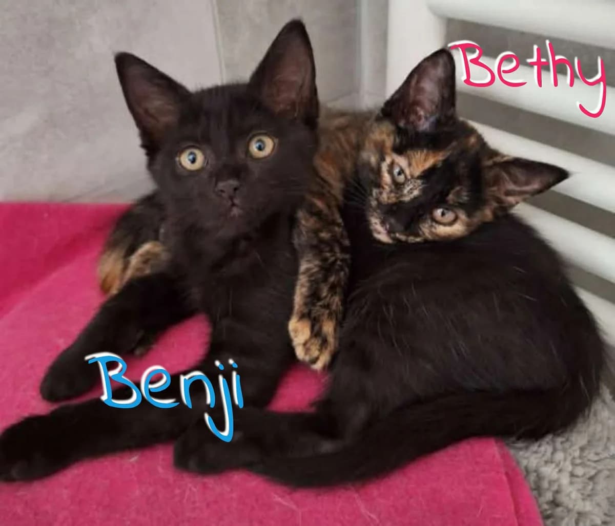 Benji bethy, male puppy Mixed Breed for adoption at AACE Aide Aux Chats Errants