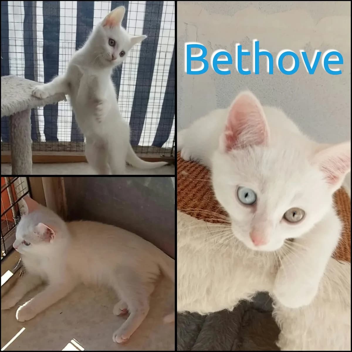 bethove, male puppy Mixed Breed for adoption at AACE Aide Aux Chats Errants